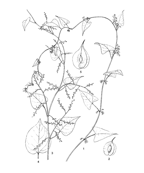 Natural compounds from  Fallopia multiflora